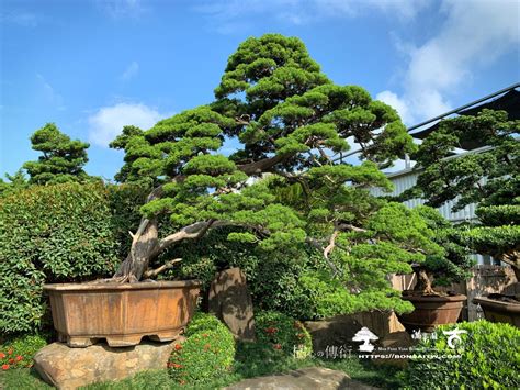 大型庭園樹|[真柏] 大型庭園樹.整理滿峯園．BONSAITW以老樹傳。